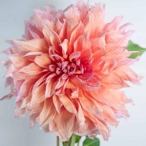 Meet your Posher, Chelsea